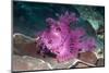 Paddle-flap scorpionfish (Rhinopias eschmeyeri) Puerto Galera, Philippines-Georgette Douwma-Mounted Photographic Print