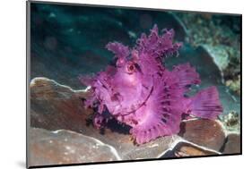 Paddle-flap scorpionfish (Rhinopias eschmeyeri) Puerto Galera, Philippines-Georgette Douwma-Mounted Photographic Print