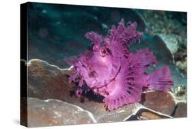 Paddle-flap scorpionfish (Rhinopias eschmeyeri) Puerto Galera, Philippines-Georgette Douwma-Stretched Canvas