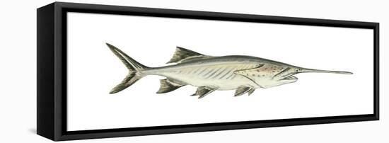 Paddlefish (Polyodon Spathula), Fishes-Encyclopaedia Britannica-Framed Stretched Canvas