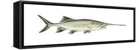 Paddlefish (Polyodon Spathula), Fishes-Encyclopaedia Britannica-Framed Stretched Canvas