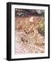 Paddling-Paul Gribble-Framed Giclee Print