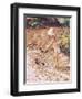 Paddling-Paul Gribble-Framed Giclee Print