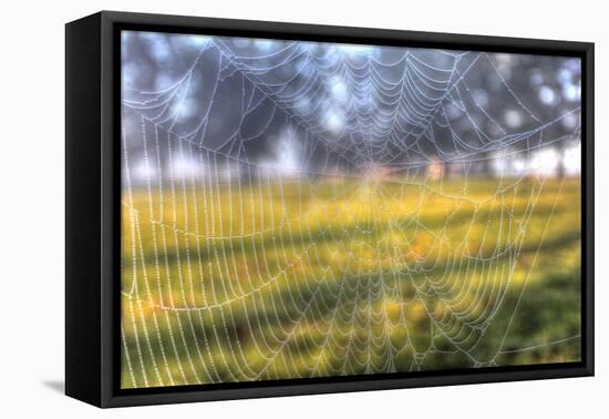Paddock Web-Robert Goldwitz-Framed Stretched Canvas