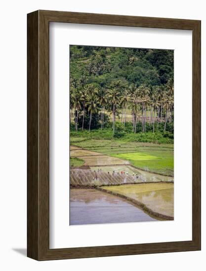 Paddy Farmers at Work in Rice Fields, Sumba, Indonesia, Southeast Asia, Asia-James Morgan-Framed Photographic Print