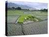 Paddy Fields, Farmers Planting Rice, Kashmir, India-John Henry Claude Wilson-Stretched Canvas