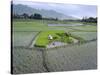 Paddy Fields, Farmers Planting Rice, Kashmir, India-John Henry Claude Wilson-Stretched Canvas