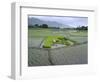 Paddy Fields, Farmers Planting Rice, Kashmir, India-John Henry Claude Wilson-Framed Photographic Print