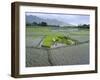 Paddy Fields, Farmers Planting Rice, Kashmir, India-John Henry Claude Wilson-Framed Photographic Print