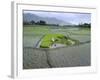 Paddy Fields, Farmers Planting Rice, Kashmir, India-John Henry Claude Wilson-Framed Photographic Print