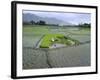 Paddy Fields, Farmers Planting Rice, Kashmir, India-John Henry Claude Wilson-Framed Photographic Print