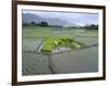 Paddy Fields, Farmers Planting Rice, Kashmir, India-John Henry Claude Wilson-Framed Photographic Print