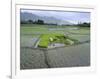 Paddy Fields, Farmers Planting Rice, Kashmir, India-John Henry Claude Wilson-Framed Photographic Print