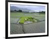 Paddy Fields, Farmers Planting Rice, Kashmir, India-John Henry Claude Wilson-Framed Photographic Print