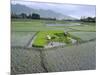 Paddy Fields, Farmers Planting Rice, Kashmir, India-John Henry Claude Wilson-Mounted Photographic Print