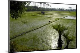 Paddy Fields, Tamil Nadu, India, Asia-Balan Madhavan-Mounted Photographic Print