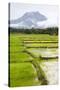 Paddy Fields with Mountain in the Background, Sri Lanka, Asia-Charlie-Stretched Canvas