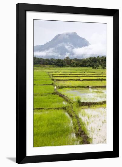 Paddy Fields with Mountain in the Background, Sri Lanka, Asia-Charlie-Framed Photographic Print