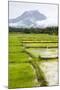 Paddy Fields with Mountain in the Background, Sri Lanka, Asia-Charlie-Mounted Photographic Print