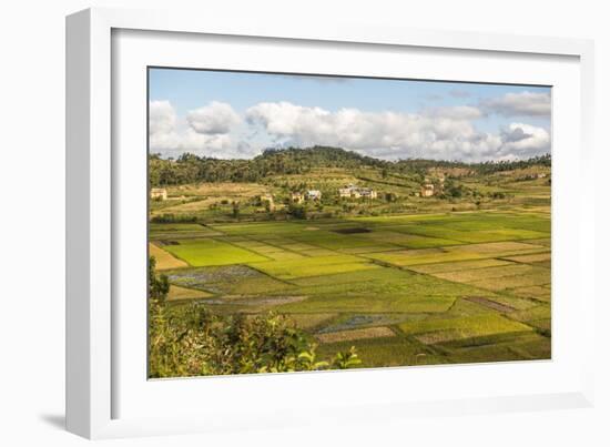 Paddy Rice Field Landscape in the Madagascar Central Highlands Near Ambohimahasoa-Matthew Williams-Ellis-Framed Photographic Print