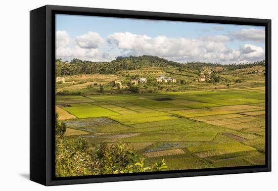 Paddy Rice Field Landscape in the Madagascar Central Highlands Near Ambohimahasoa-Matthew Williams-Ellis-Framed Stretched Canvas