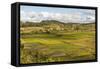 Paddy Rice Field Landscape in the Madagascar Central Highlands Near Ambohimahasoa-Matthew Williams-Ellis-Framed Stretched Canvas
