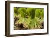 Paddy Seeds, Ready to Sent to the Paddy Field.-FADIL AZIZ-Framed Photographic Print