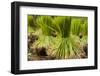 Paddy Seeds, Ready to Sent to the Paddy Field.-FADIL AZIZ-Framed Photographic Print