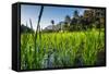 Padi Field in Lake Toba, Sumatra, Indonesia, Southeast Asia-John Alexander-Framed Stretched Canvas