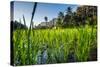 Padi Field in Lake Toba, Sumatra, Indonesia, Southeast Asia-John Alexander-Stretched Canvas