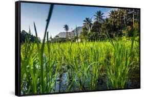 Padi Field in Lake Toba, Sumatra, Indonesia, Southeast Asia-John Alexander-Framed Stretched Canvas