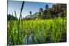 Padi Field in Lake Toba, Sumatra, Indonesia, Southeast Asia-John Alexander-Stretched Canvas