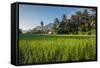 Padi Field in Lake Toba, Sumatra, Indonesia, Southeast Asia-John Alexander-Framed Stretched Canvas