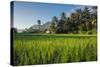 Padi Field in Lake Toba, Sumatra, Indonesia, Southeast Asia-John Alexander-Stretched Canvas