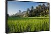 Padi Field in Lake Toba, Sumatra, Indonesia, Southeast Asia-John Alexander-Framed Stretched Canvas