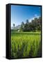 Padi Field in Lake Toba, Sumatra, Indonesia, Southeast Asia-John Alexander-Framed Stretched Canvas