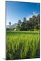 Padi Field in Lake Toba, Sumatra, Indonesia, Southeast Asia-John Alexander-Mounted Premium Photographic Print