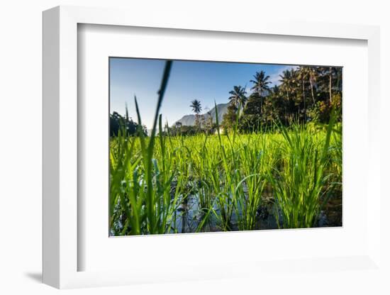 Padi Field in Lake Toba, Sumatra, Indonesia, Southeast Asia-John Alexander-Framed Photographic Print