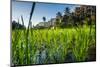 Padi Field in Lake Toba, Sumatra, Indonesia, Southeast Asia-John Alexander-Mounted Photographic Print