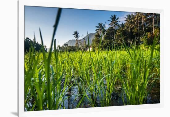 Padi Field in Lake Toba, Sumatra, Indonesia, Southeast Asia-John Alexander-Framed Photographic Print