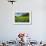 Padi Field in Lake Toba, Sumatra, Indonesia, Southeast Asia-John Alexander-Framed Photographic Print displayed on a wall