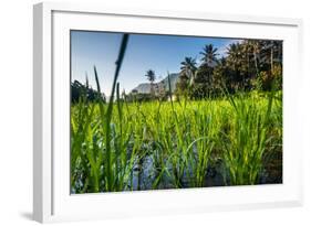 Padi Field in Lake Toba, Sumatra, Indonesia, Southeast Asia-John Alexander-Framed Photographic Print