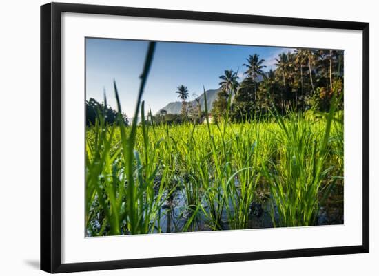 Padi Field in Lake Toba, Sumatra, Indonesia, Southeast Asia-John Alexander-Framed Photographic Print