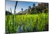 Padi Field in Lake Toba, Sumatra, Indonesia, Southeast Asia-John Alexander-Mounted Photographic Print