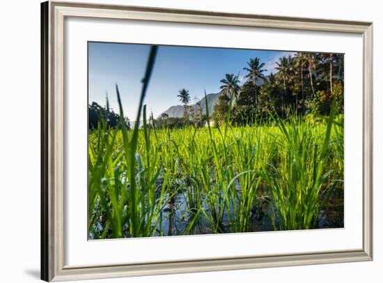 Padi Field in Lake Toba, Sumatra, Indonesia, Southeast Asia-John Alexander-Framed Photographic Print