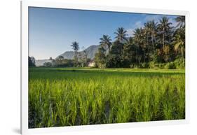 Padi Field in Lake Toba, Sumatra, Indonesia, Southeast Asia-John Alexander-Framed Photographic Print