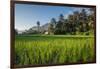 Padi Field in Lake Toba, Sumatra, Indonesia, Southeast Asia-John Alexander-Framed Photographic Print