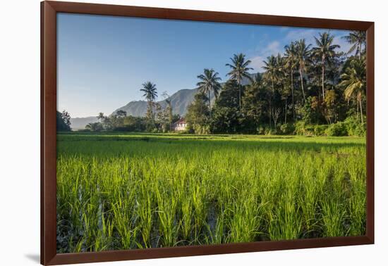 Padi Field in Lake Toba, Sumatra, Indonesia, Southeast Asia-John Alexander-Framed Photographic Print