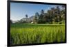 Padi Field in Lake Toba, Sumatra, Indonesia, Southeast Asia-John Alexander-Framed Photographic Print