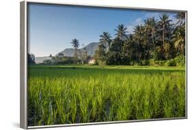 Padi Field in Lake Toba, Sumatra, Indonesia, Southeast Asia-John Alexander-Framed Photographic Print